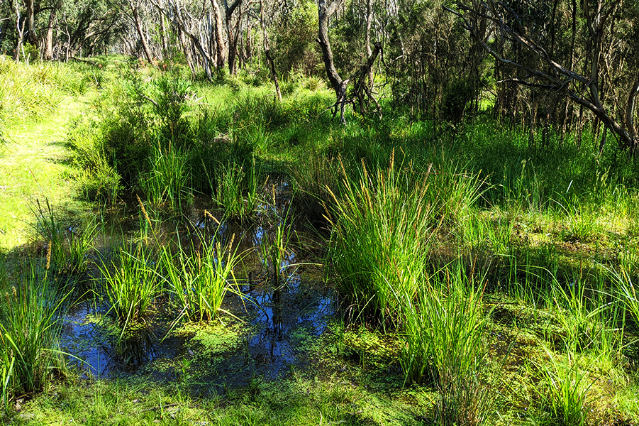 Southern Toadlet habitat - Lysterfield